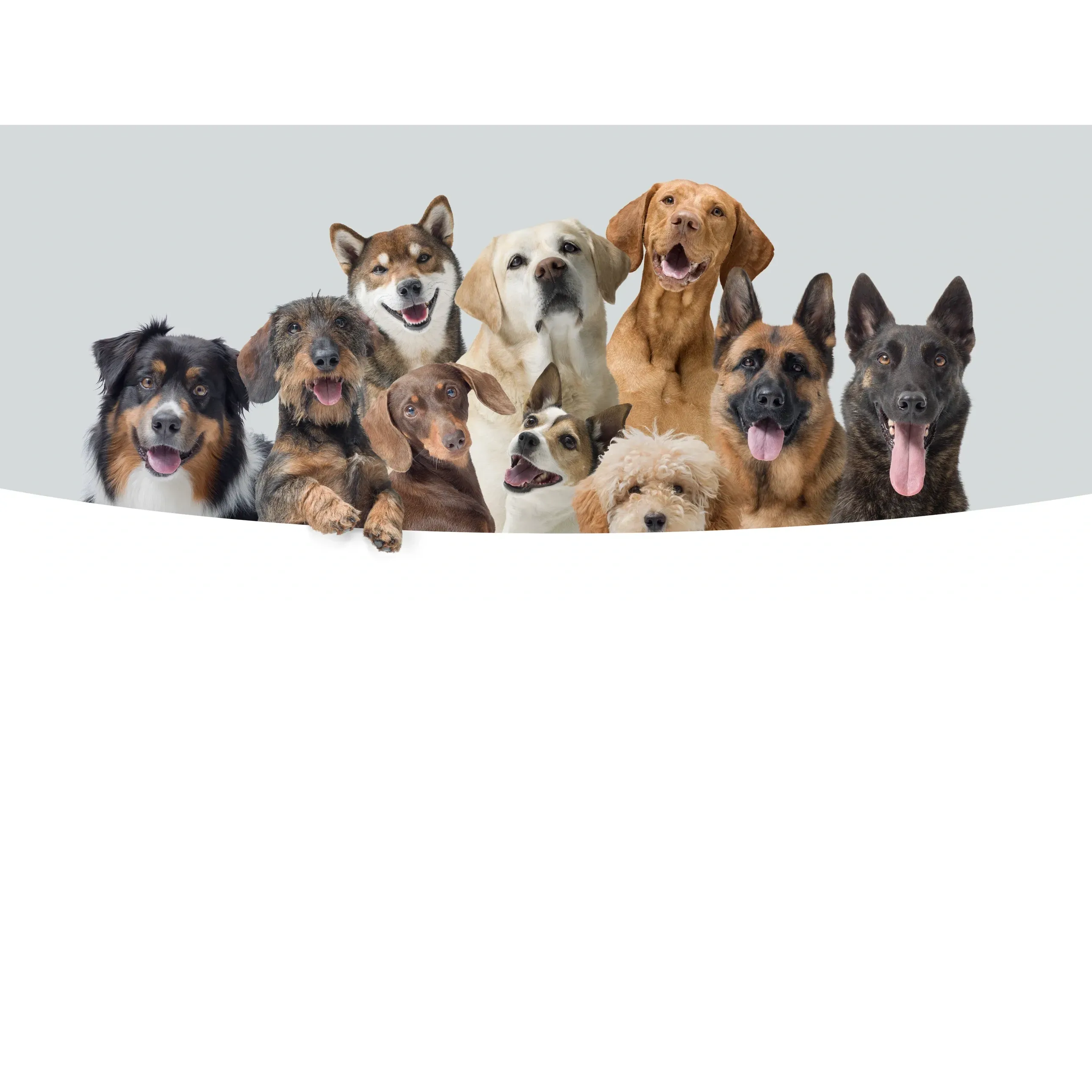 A group of dogs lined up across the page.